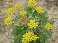 Achillea ageratum